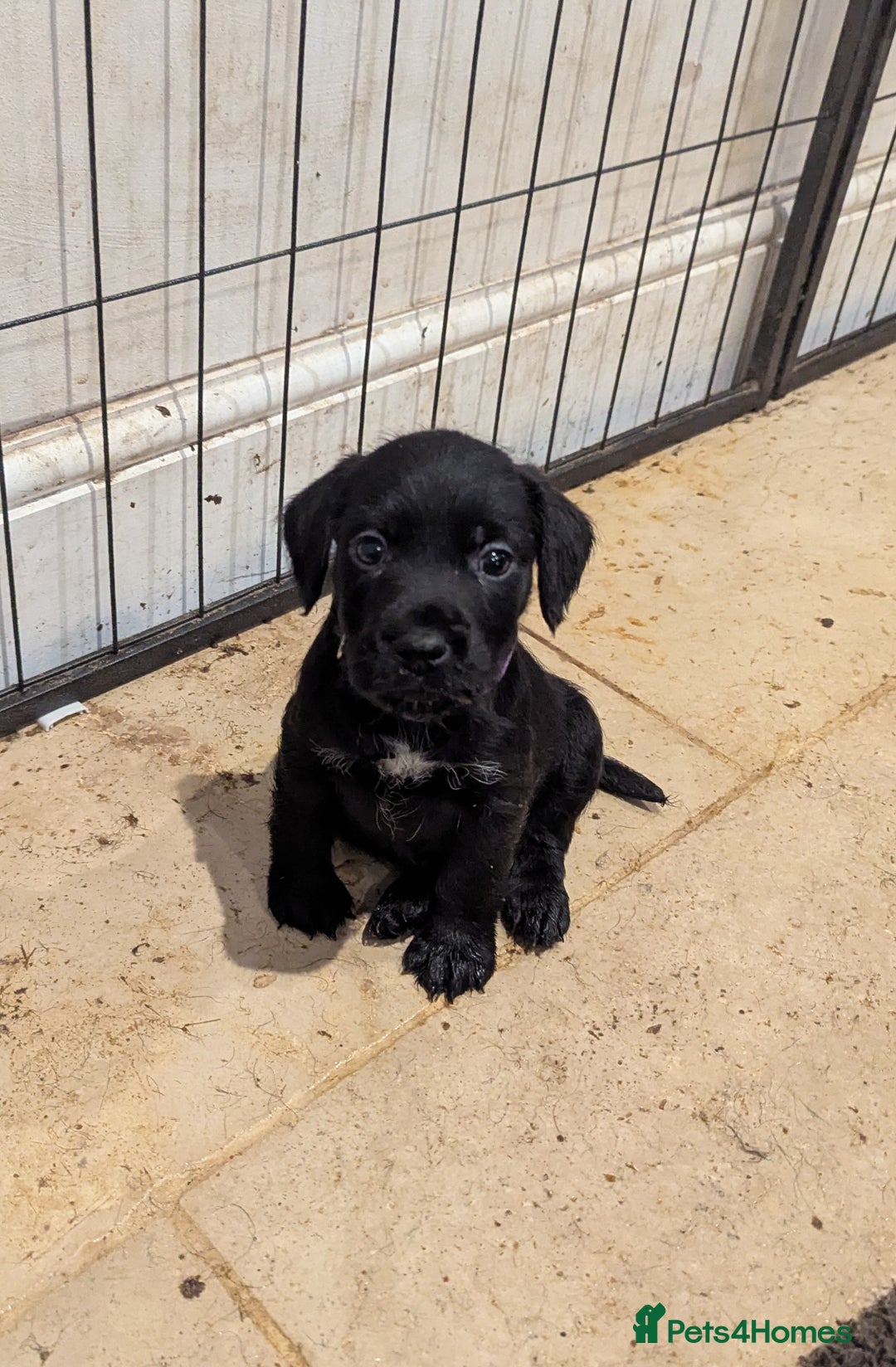 Mixed Breed dogs for sale: Stunning Puppies Ready to go 10 November - Image 25