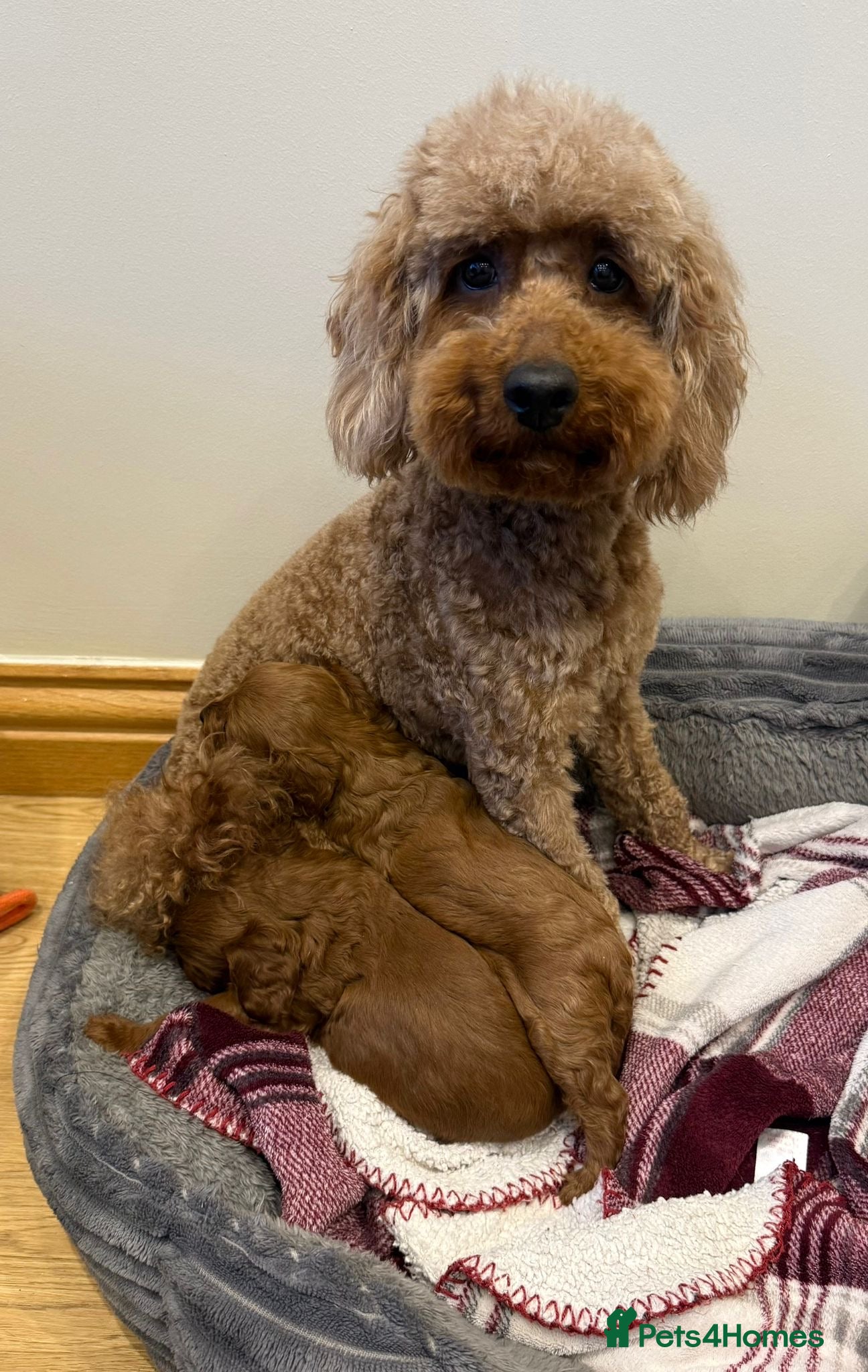 Cavapoo dogs Health clear F1 Cavapoo boys - Advert 1