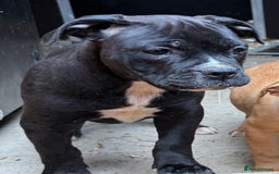 Alapaha Blue Blood Bulldog dogs for sale: ALAPAHA BLUE BLOOD BULLDOGS  - Image 21