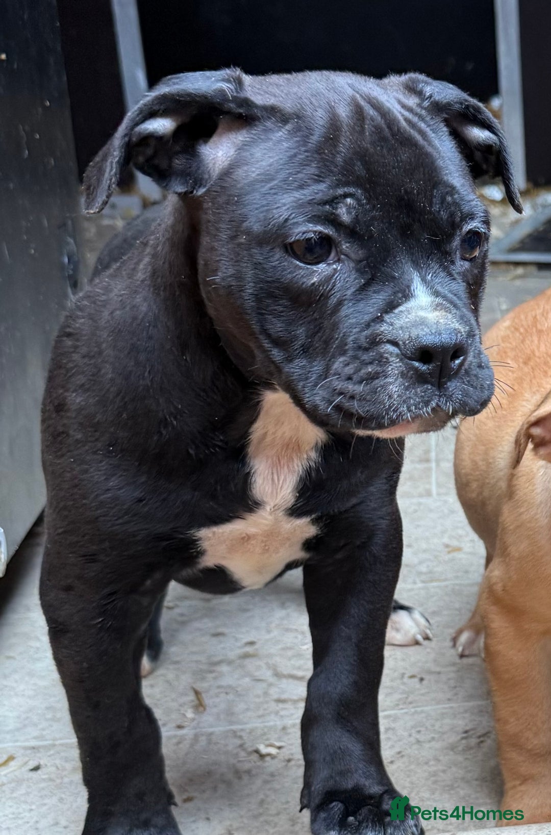 Alapaha Blue Blood Bulldog dogs for sale: ALAPAHA BLUE BLOOD BULLDOGS  - Image 21