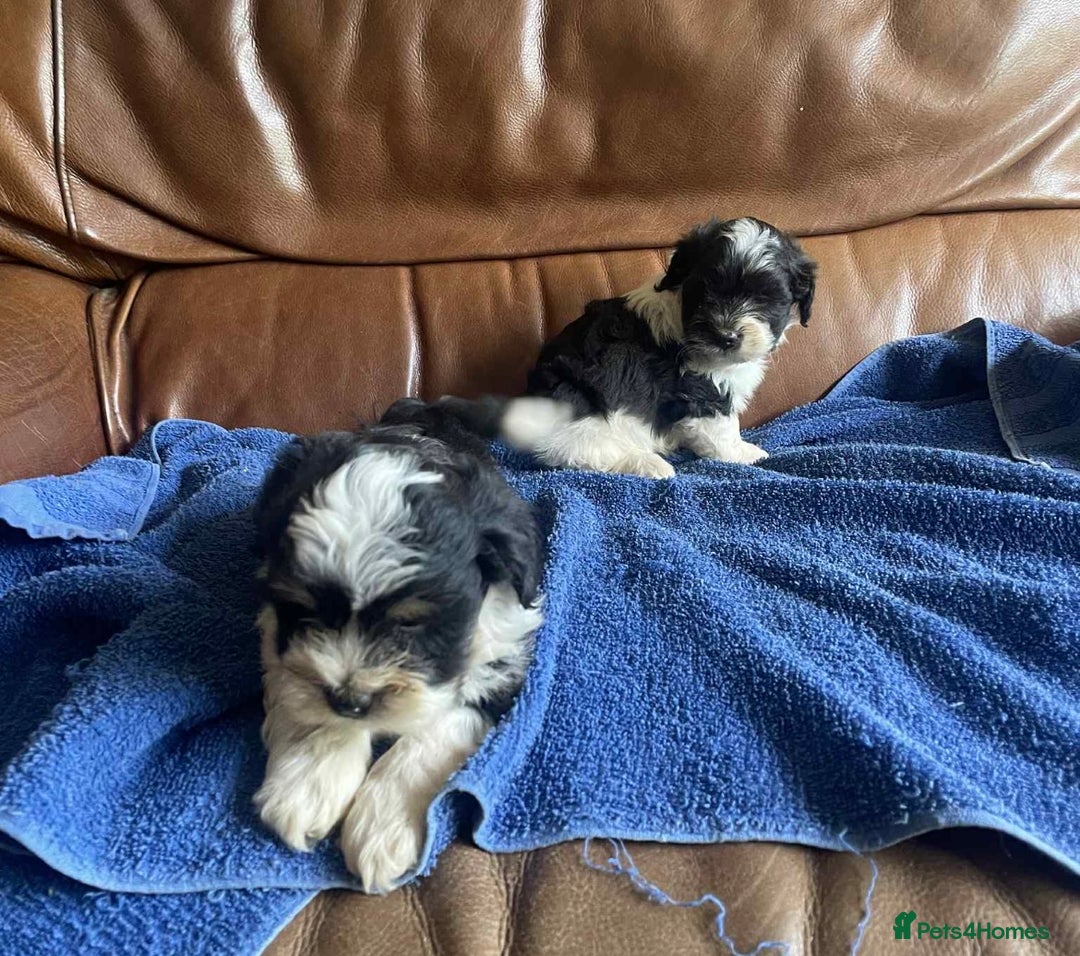 Lhasa Apso dogs for sale: Pedigree Lhasa Apso puppies  - Image 10