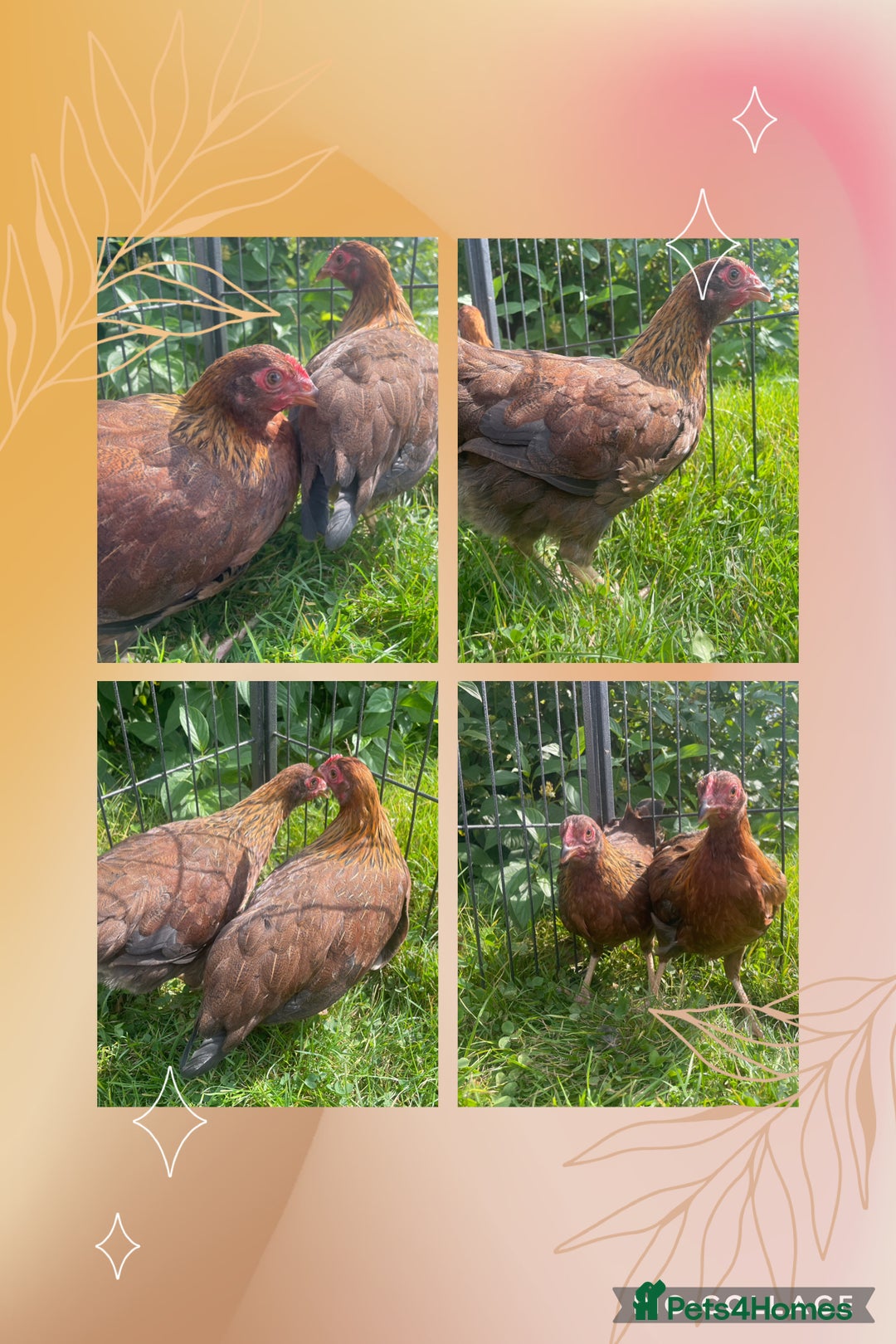 Chickens poultry for sale: Gold laced frizzled Polish  - Image 8