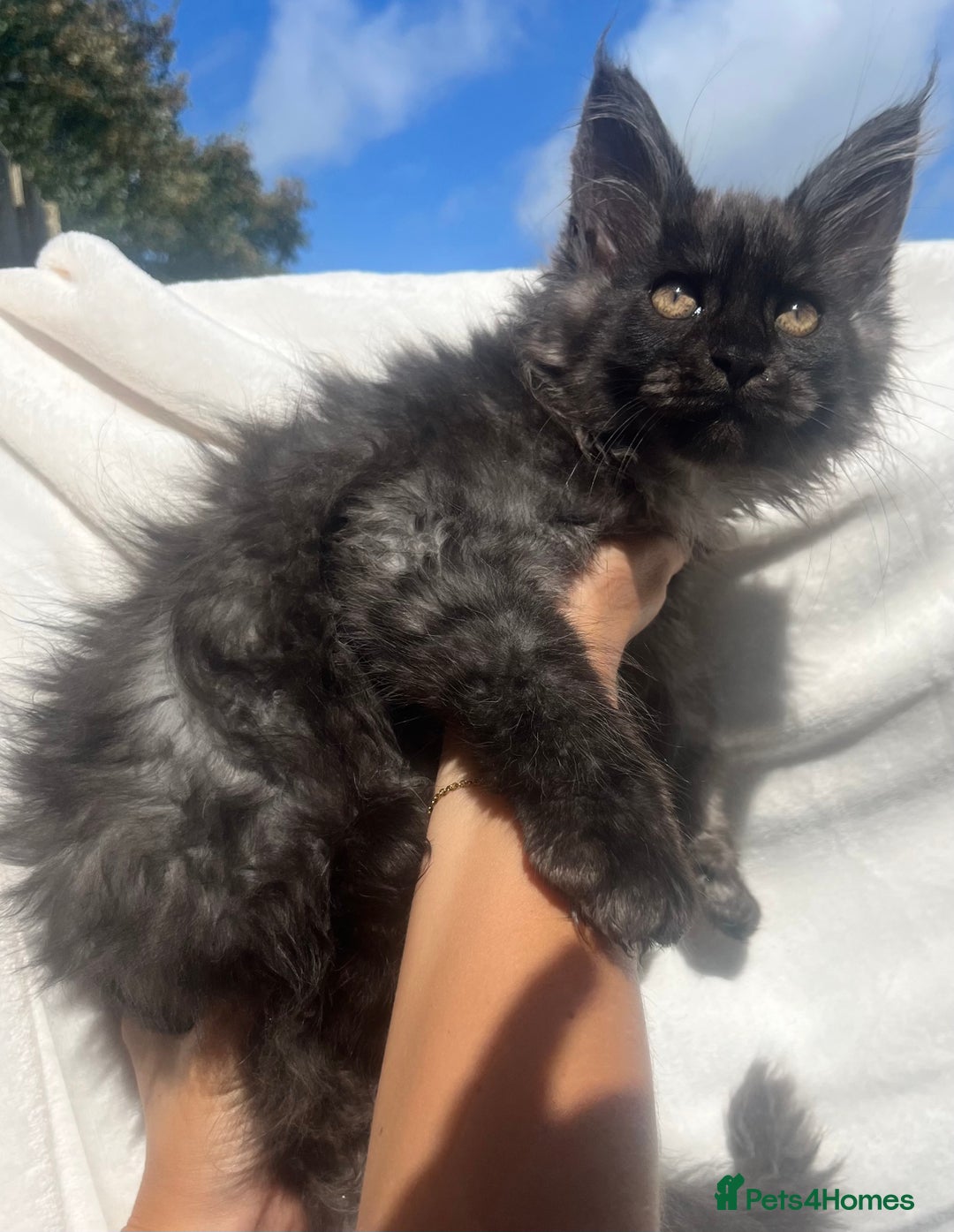 Maine Coon cats for sale: STUNNING MAINE COON SMOKE (tica activereg ) - Image 24