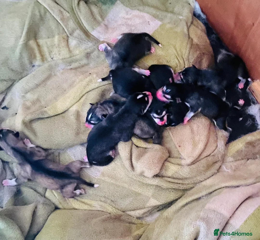 Alaskan Malamute dogs for sale: Alaskan malamute puppies  - Advert 2