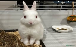 Netherland Dwarf rabbits for sale: adorable male bunny for sale with accessories! - Image 3