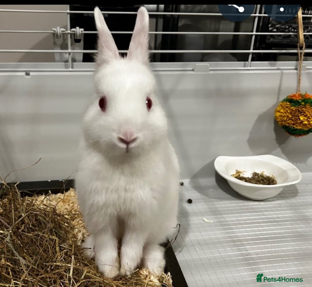 Netherland Dwarf rabbits for sale: adorable male bunny for sale with accessories! - Image 3