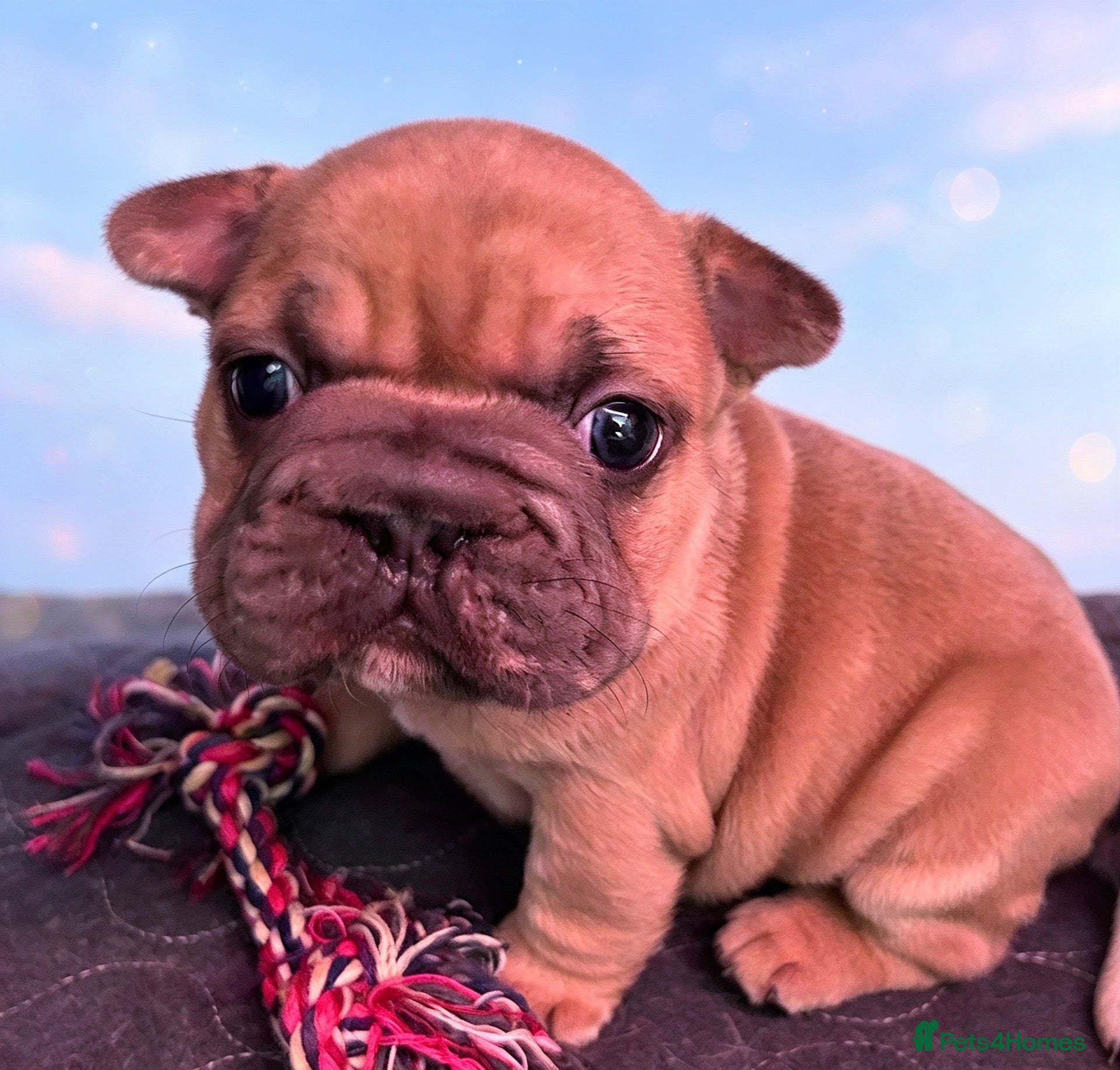 French Bulldog dogs  **   French bulldog puppies  - Advert 11