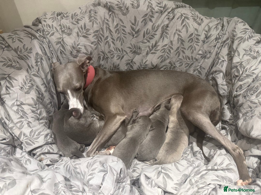 Whippet dogs for sale: Kc whippet puppies 0ne lovely blue boy available  - Image 10