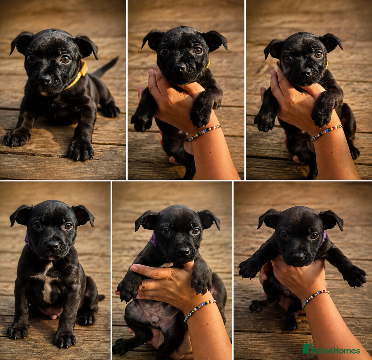 Staffordshire Bull Terrier dogs Kc reg Staffordshire bull terrier pups  - Advert 1