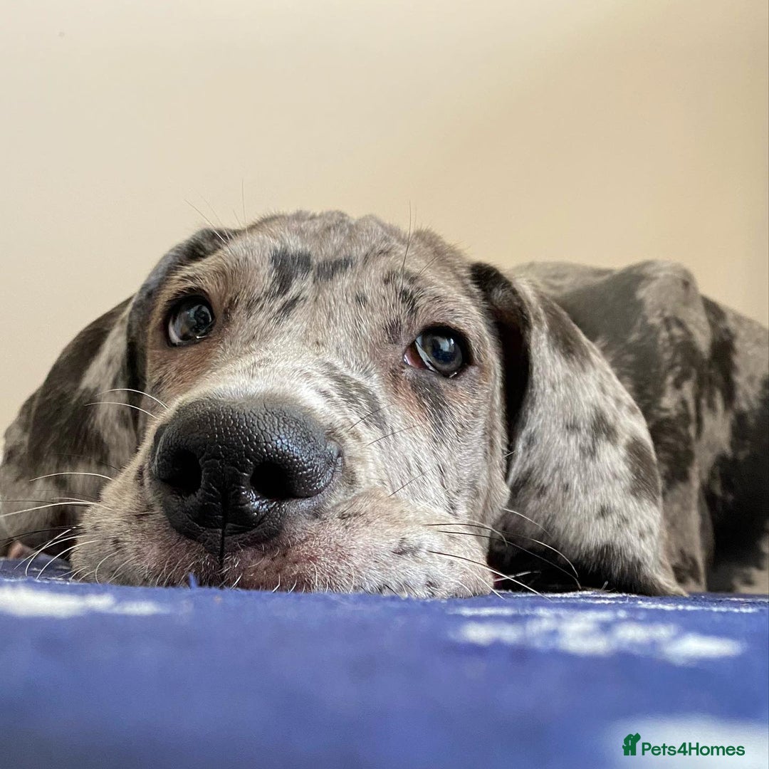 Great Dane dogs for sale: Great Dane Puppy For Rehoming - Image 3