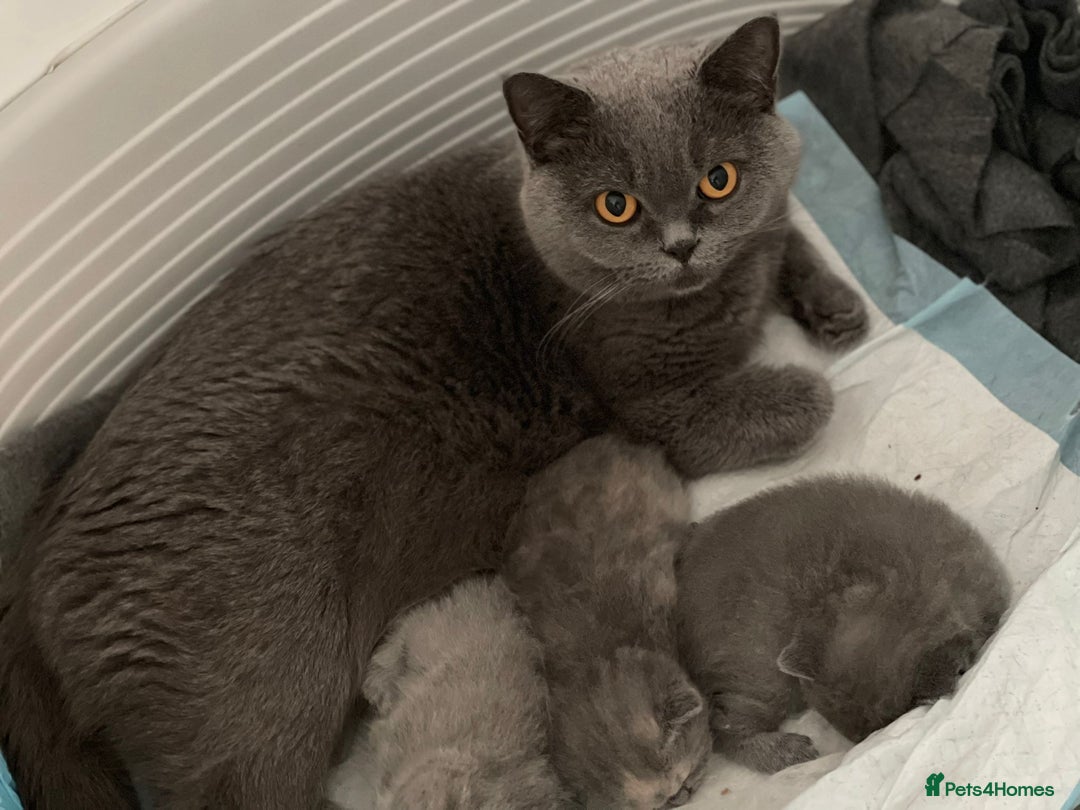 British Shorthair cats for sale: British Shorthair Kittens – GCCF Registered - Image 12