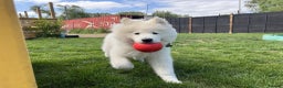 Samoyed dogs for sale: 10 Month Old Samoyed Ready for His Forever Home! - Advert 7