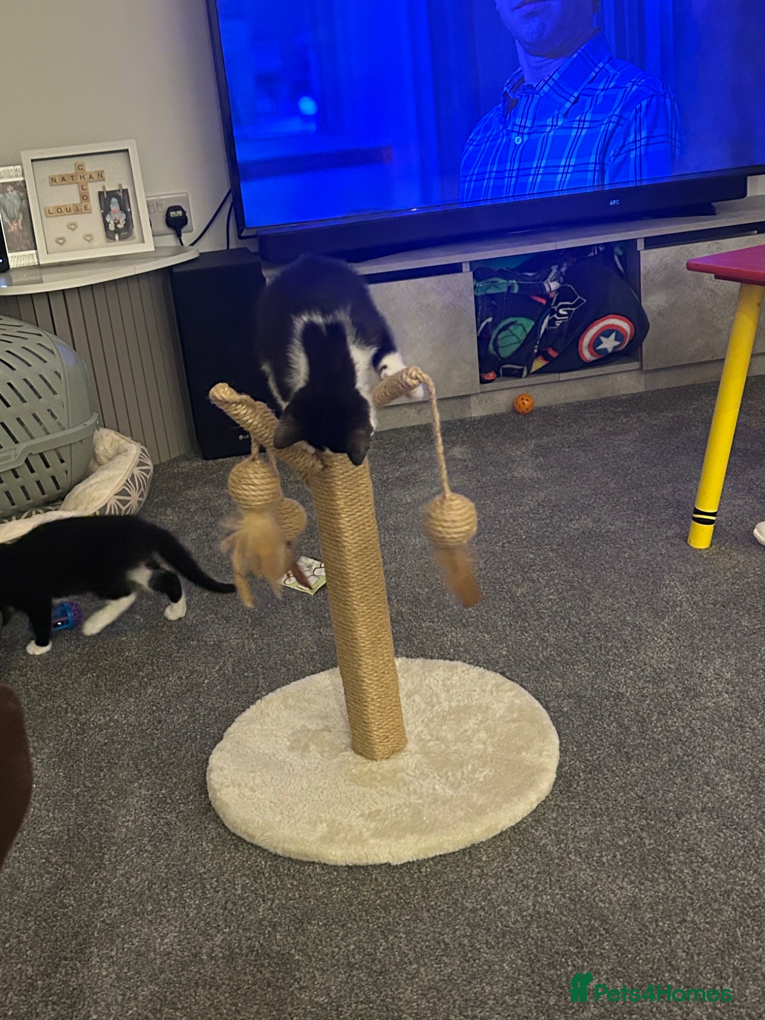 Domestic Shorthair cats Kittens  - Advert 1