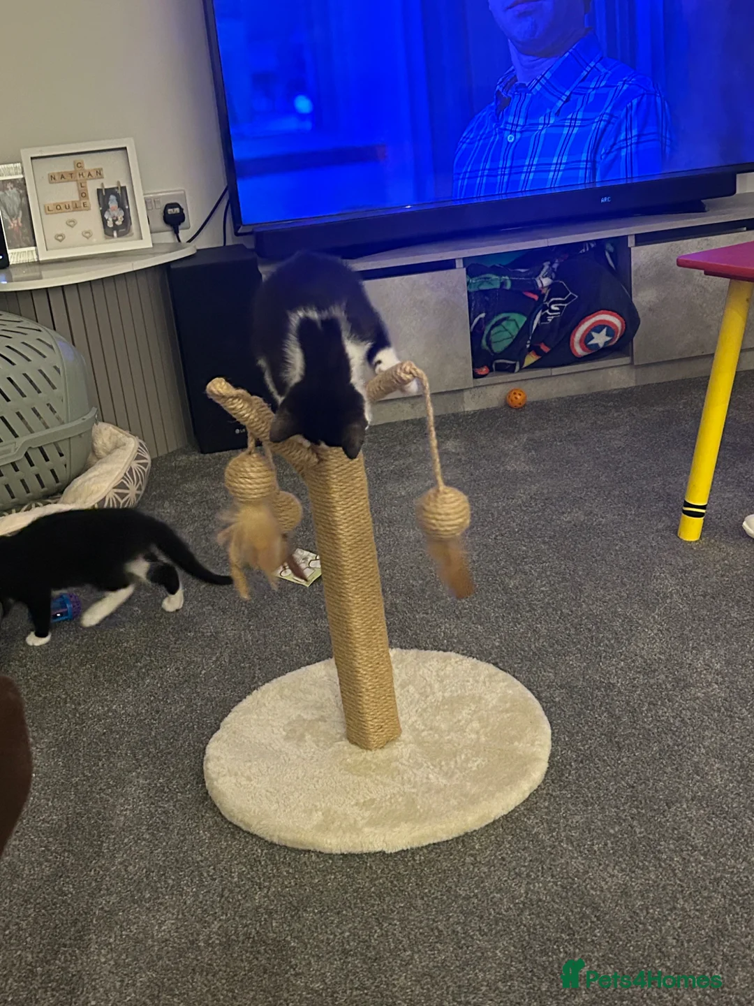 Domestic Shorthair cats for sale: Kittens  - Advert 1