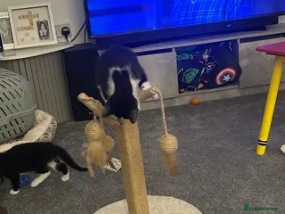 Domestic Shorthair cats Kittens - Advert 1