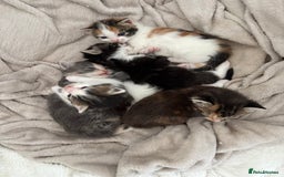 Maine Coon cats for sale: Mainecoon kittens - Image 9