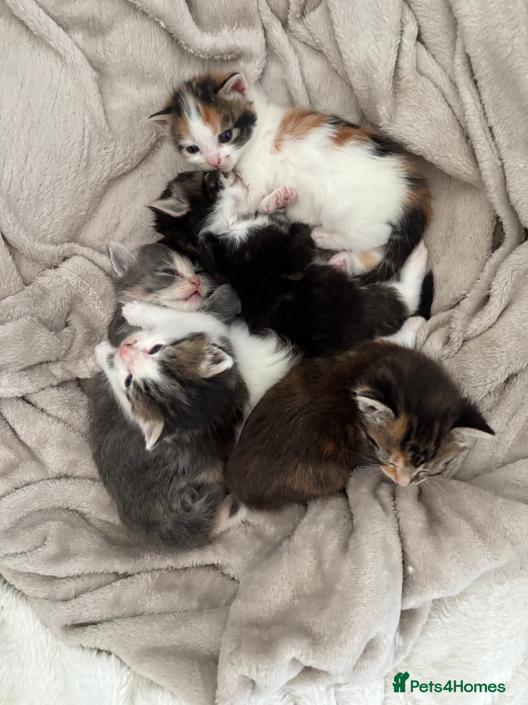 Maine Coon cats for sale: Mainecoon kittens - Image 9