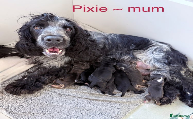 Cocker Spaniel dogs Exceptional pedigree KC champion show Cockers.  - Advert 2