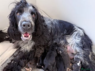 Cocker Spaniel dogs for sale: Exceptional pedigree KC champion show Cockers. - Advert 1