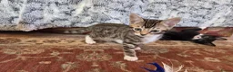 Bengal cats for sale: Adorable Bengal Cross Kittens for Sale - Advert 22