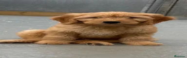Goldendoodle 2