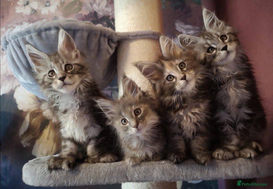 Maine Coon cats TICA/ POLY/ HEALTH CHECKED Maine Coons - Advert 5