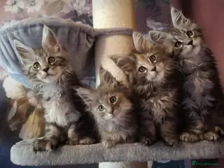 Maine Coon cats TICA/ POLY/ HEALTH CHECKED Maine Coons - Advert 5