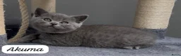 British Shorthair cats for sale: 4 Blue Striped Spotted British shorthair kittens - Advert 20
