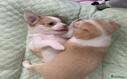 Chihuahua dogs for sale: Apple head boy Chihuahua  - Image 8