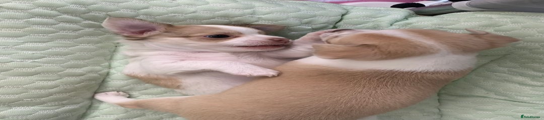 Chihuahua Puppy 1