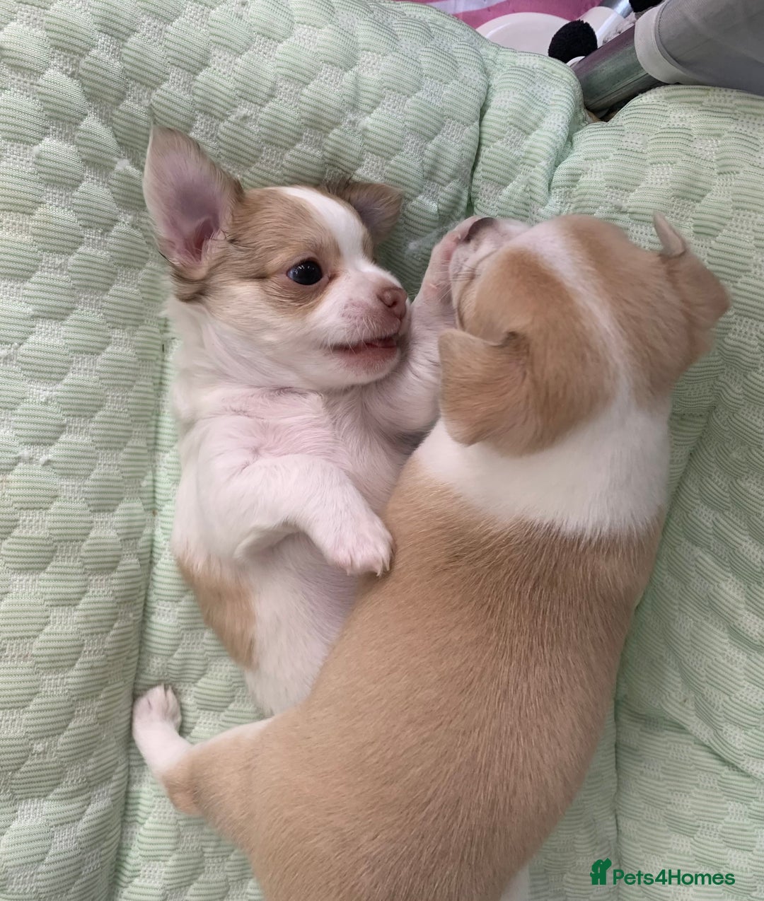 Chihuahua dogs for sale: Apple head boy Chihuahua  - Image 8