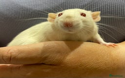 Rat rodents for sale: Very friendly baby rats, including dumbo Siamese  - Image 16