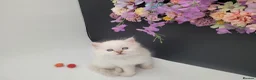 Ragdoll cats for sale: Registered purebred lilac tabby / lynx - Advert 12