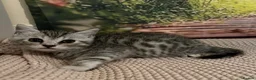 Bengal cats for sale: Bengal x British shorthair - Advert 13