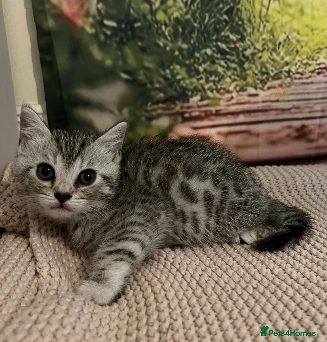 Bengal cats for sale: Bengal x British shorthair - Advert 13