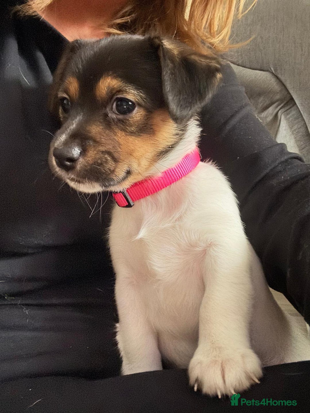 Jack Russell dogs for sale: Jack Russell litter of 7 - Advert 1