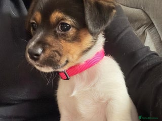 Jack Russell dogs for sale: Jack Russell litter of 7 - Advert 1