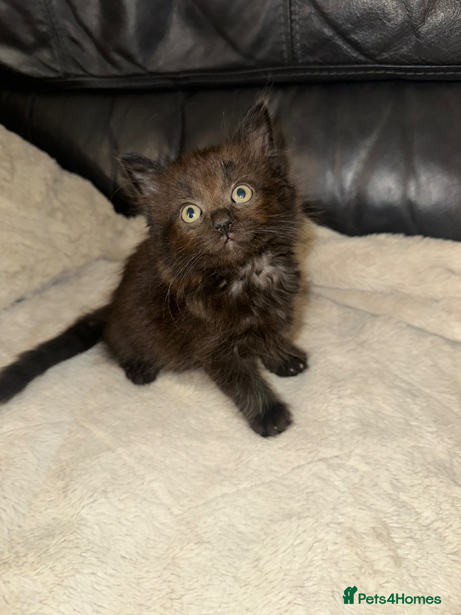 Ragdoll cats for sale: Ragdoll cross maincoon - Advert 1