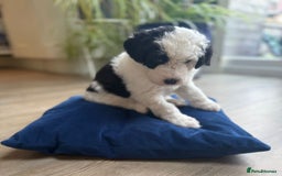 Sheepadoodle dogs for sale: Sheepadoodle Puppies -4 Female, 3 Male - Image 5