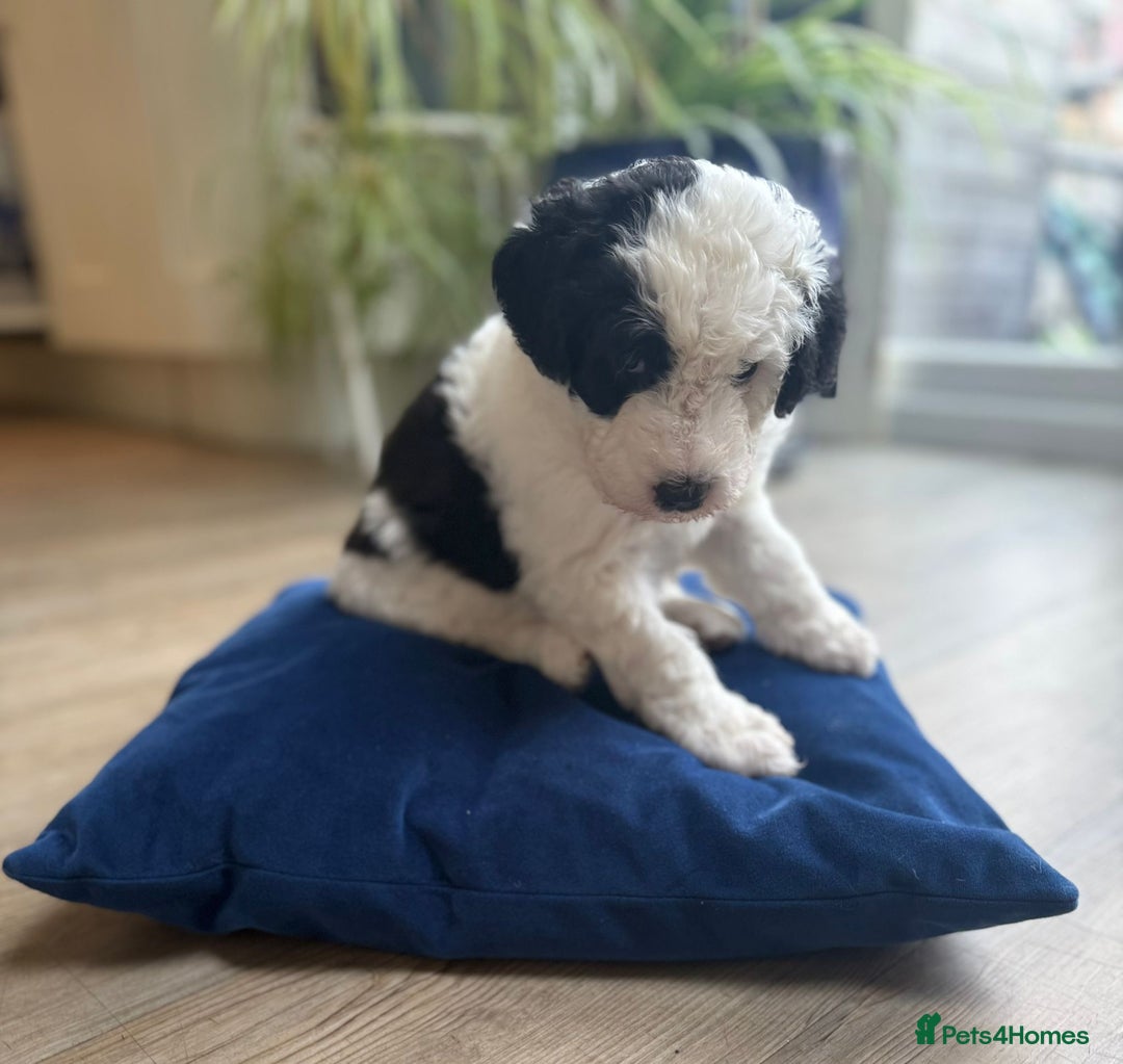 Sheepadoodle dogs for sale: Sheepadoodle Puppies -4 Female, 3 Male - Image 5
