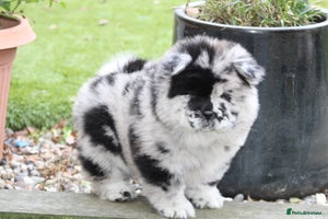 Chow Chow dogs Ocean Eyed Bear faced Chow Chows - Advert 2