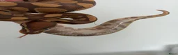 Python Snake reptiles for sale: Ultramel Royal Python with Vivarium - Advert 4