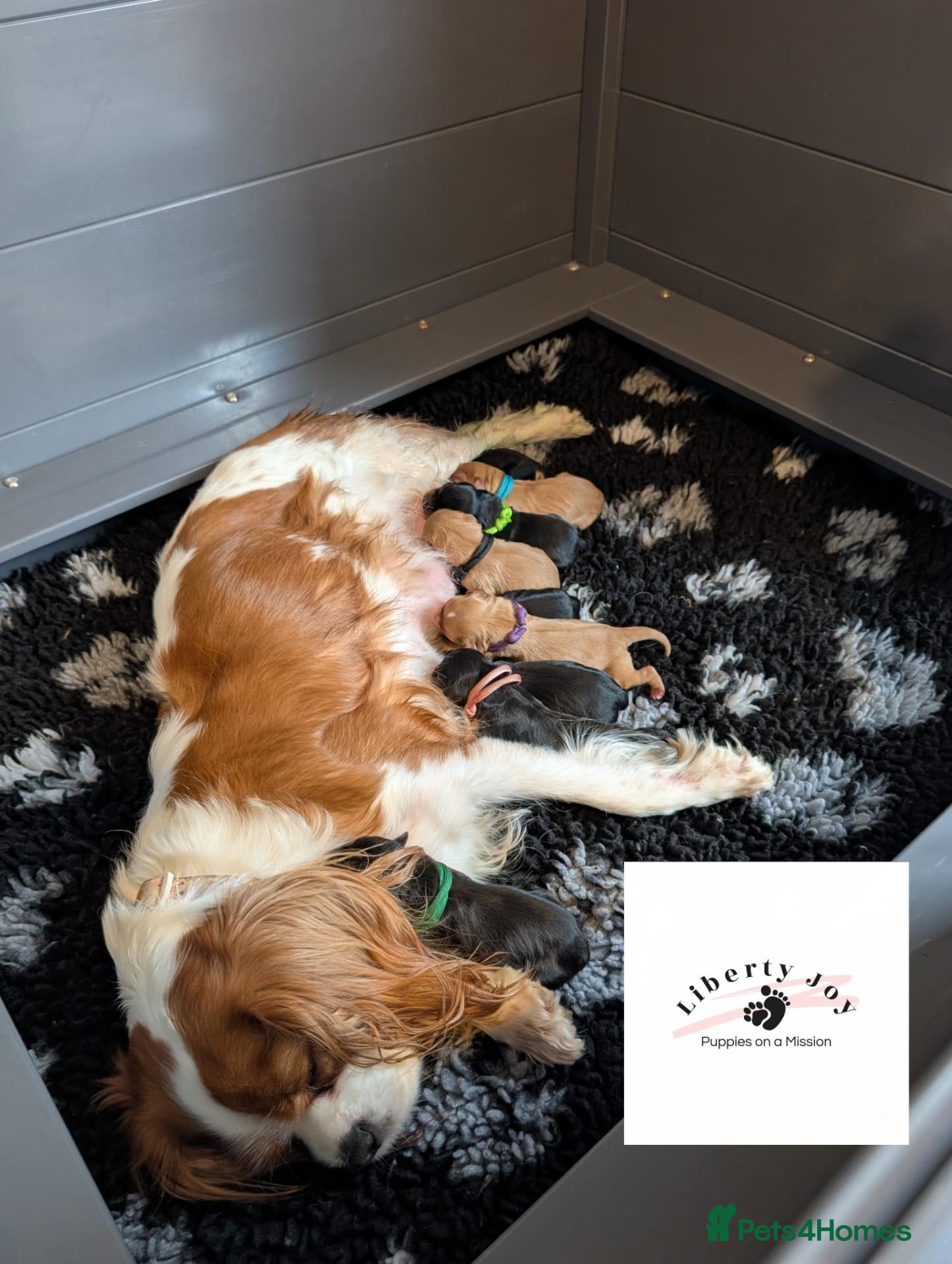 Cavalier King Charles Spaniel dogs KC Cavalier Pups - DNA, heart & eye tested parents - Advert 3