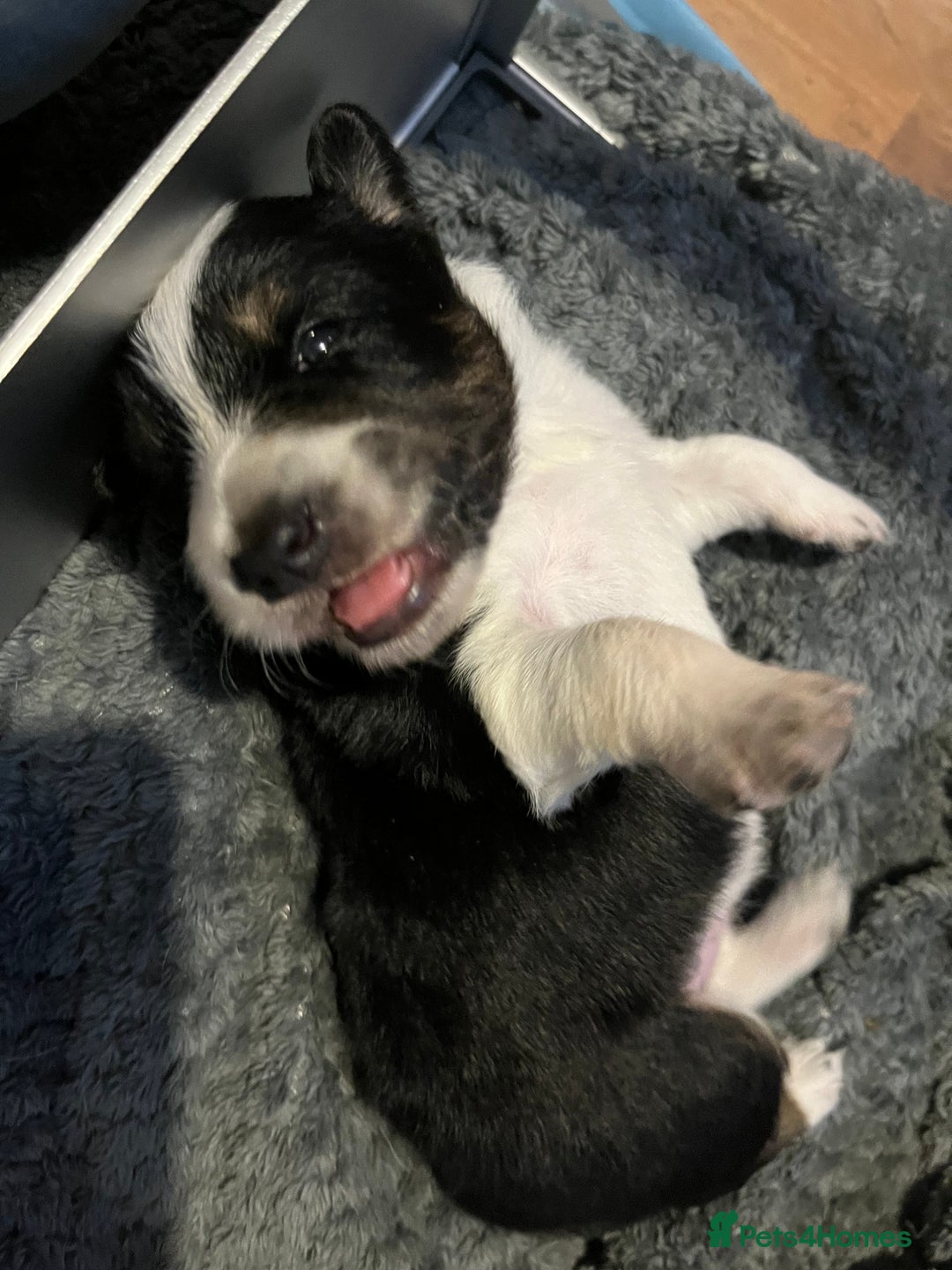 Border Collie dogs for sale: Border collie puppies  - Image 2