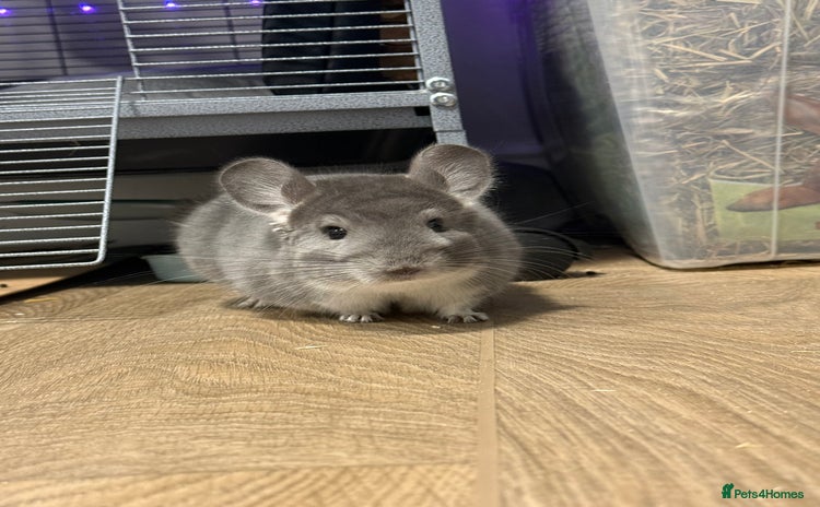 Chinchilla rodents - Advert 1