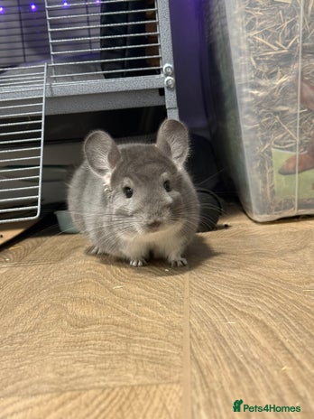 Chinchilla rodents - Advert 1
