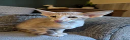 Oriental cats for sale: Friendly loving female  - Advert 6