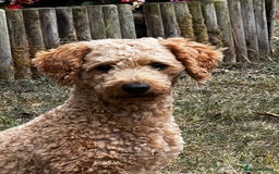 Toy Poodle dogs for stud: KC Registered Red Toy Poodle Fully DNA Tested in Radstock - Image 30