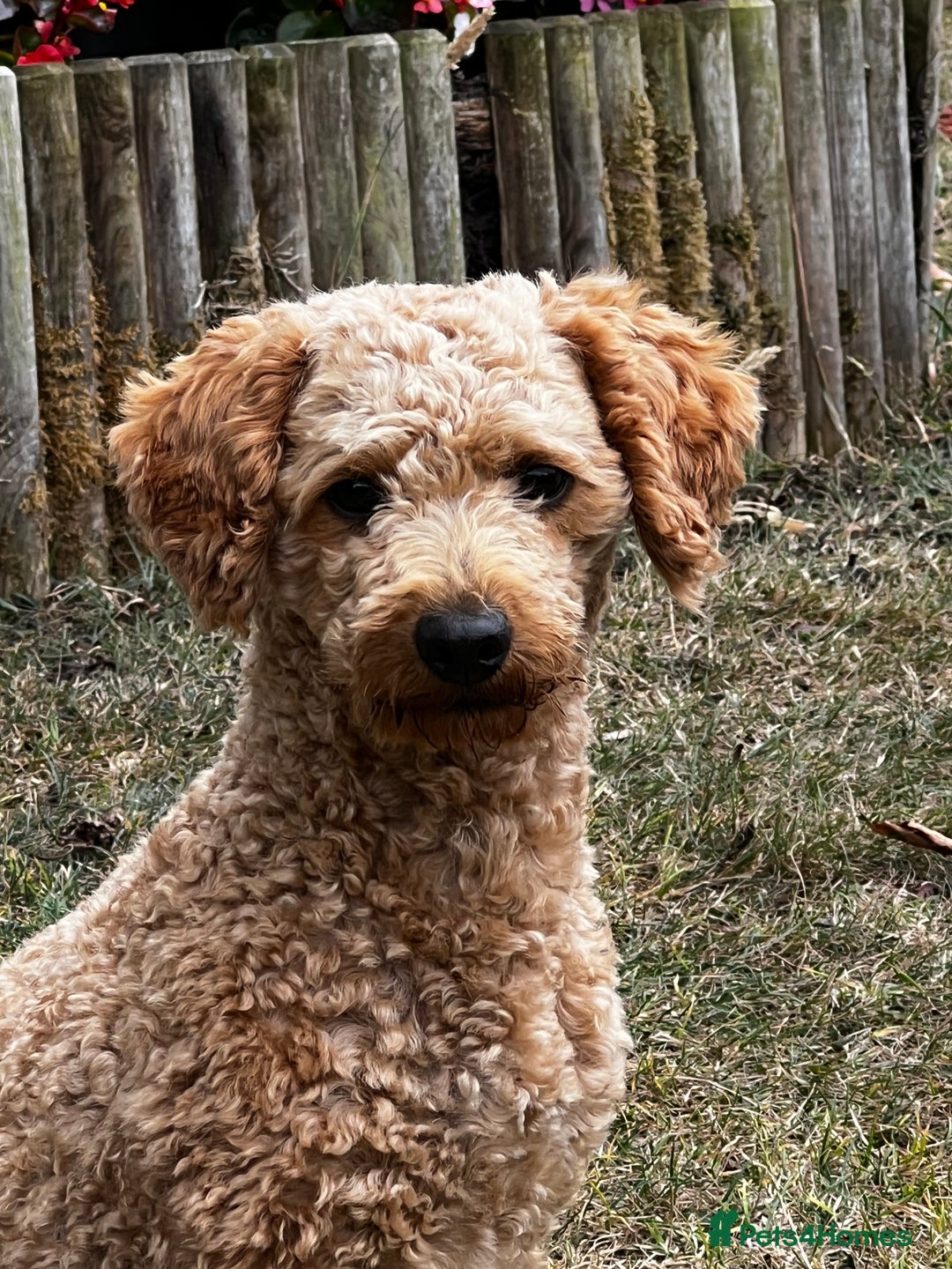 Toy Poodle dogs for stud: KC Registered Red Toy Poodle Fully DNA Tested in Radstock - Image 30