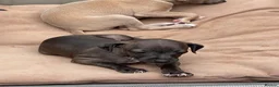 Italian Greyhound dogs for sale: Gorgeous KC Italian Greyhounds - Advert 7